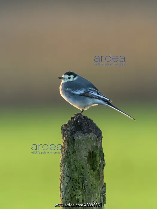 : Pied Wagtail : Pied Wagtail