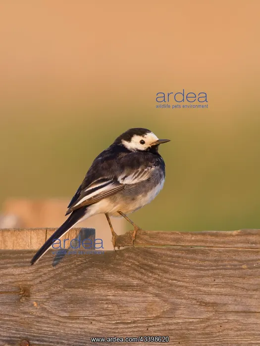 : Pied Wagtail : Pied Wagtail