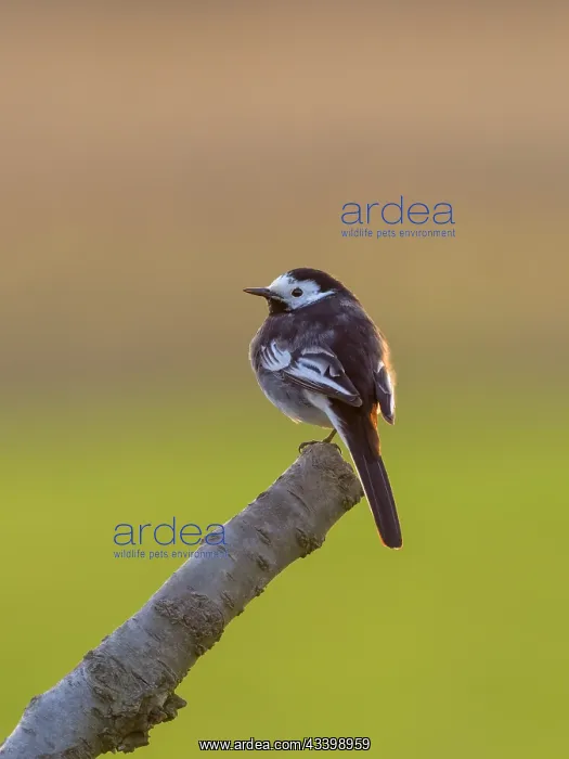 : Pied Wagtail : Pied Wagtail