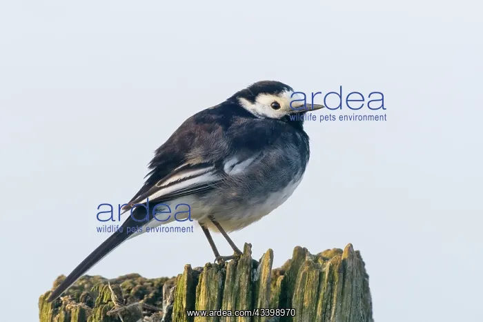 : Pied Wagtail : Pied Wagtail