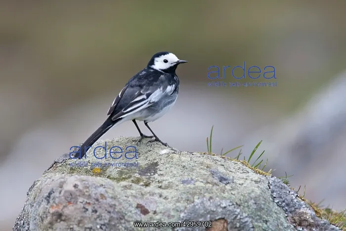: Pied Wagtail - adult perching on lichen covered rock : Pied Wagtail - adult perching on lichen covered rock