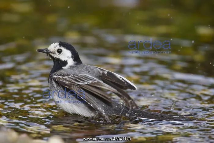  : Pied Wagtail - bathing male - Germany