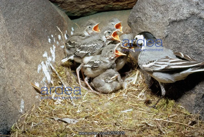  : PIED WAGTAIL FEEDS CHICKS