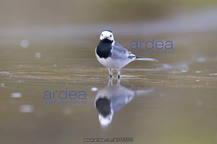 : Pied Wagtail male : Pied Wagtail male