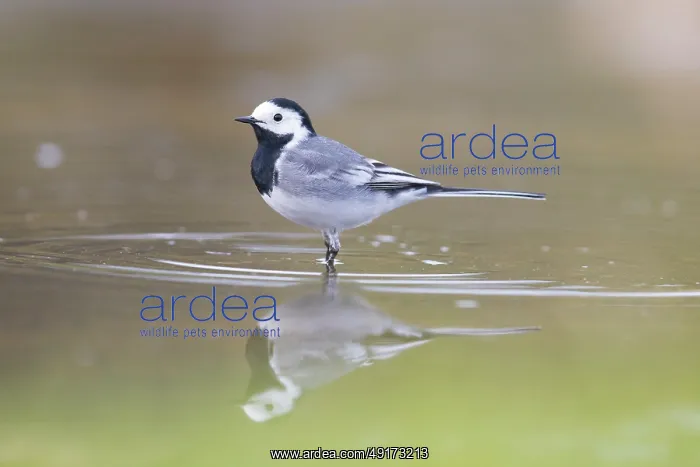 : Pied Wagtail male : Pied Wagtail male