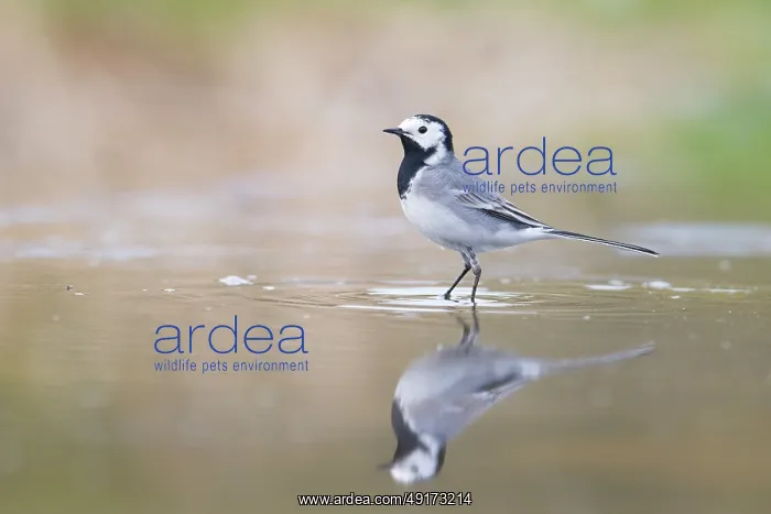 : Pied Wagtail male : Pied Wagtail male