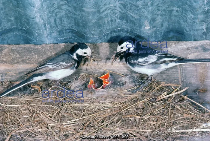 : Pied Wagtail - male & female feeding chicks : Pied Wagtail - male & female feeding chicks