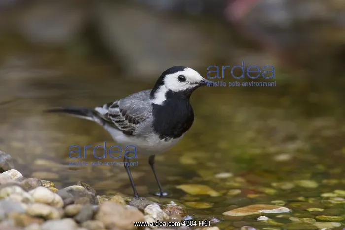  : Pied Wagtail - male - Germany