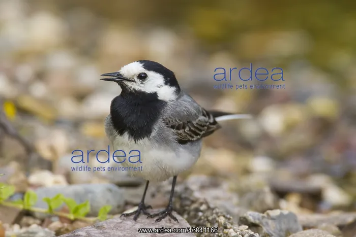  : Pied Wagtail - male - Germany