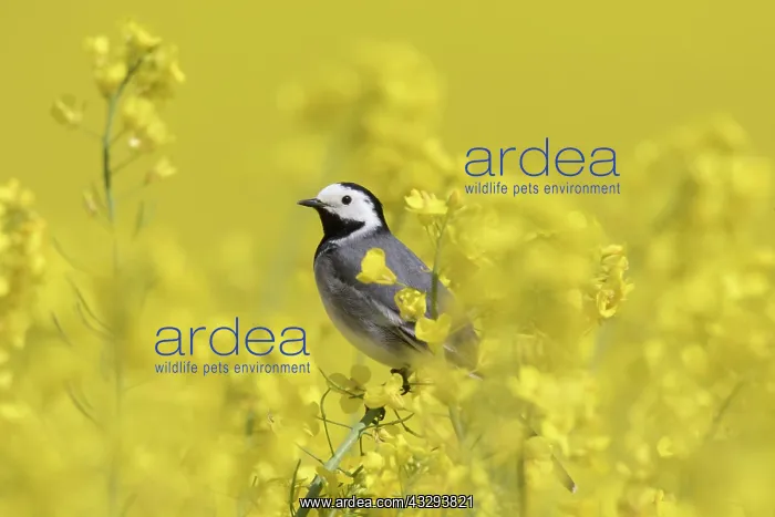 : Pied Wagtail - male perched in flowering rape - Germany : Pied Wagtail - male perched in flowering rape - Germany