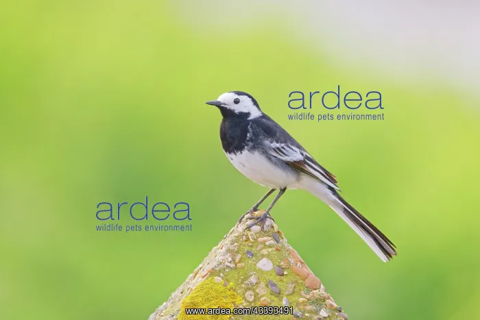 : Pied Wagtail Motacilla alba Essex, UK BI036188 : Pied Wagtail Motacilla alba Essex, UK BI036188