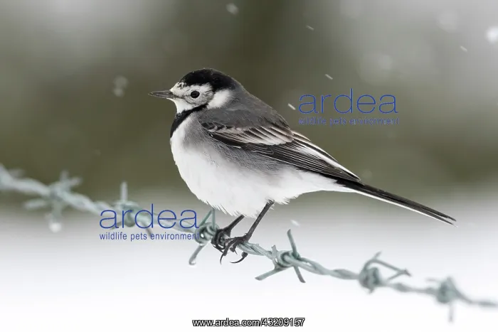 : Pied wagtail (Motacilla alba) perched on a barbed : Pied wagtail (Motacilla alba) perched on a barbed