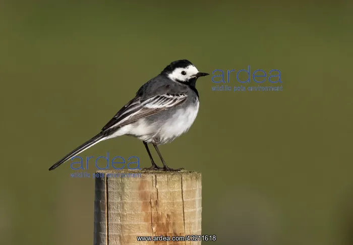 : Pied wagtail (Motacilla alba yarelli) perched on : Pied wagtail (Motacilla alba yarelli) perched on