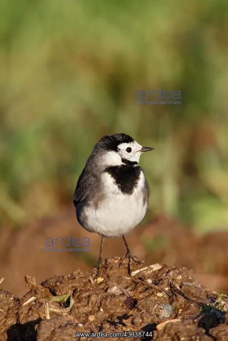 : Pied Wagtail - on muck heap looking for flies : Pied Wagtail - on muck heap looking for flies