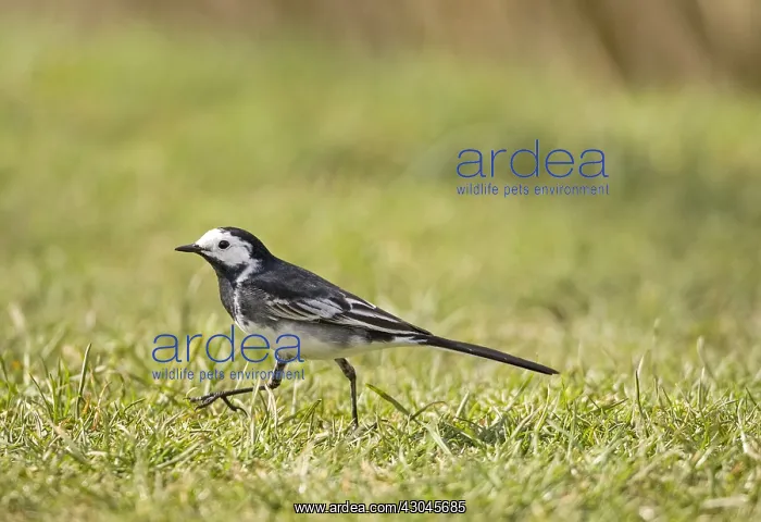 : Pied Wagtail - Norfolk UK : Pied Wagtail - Norfolk UK