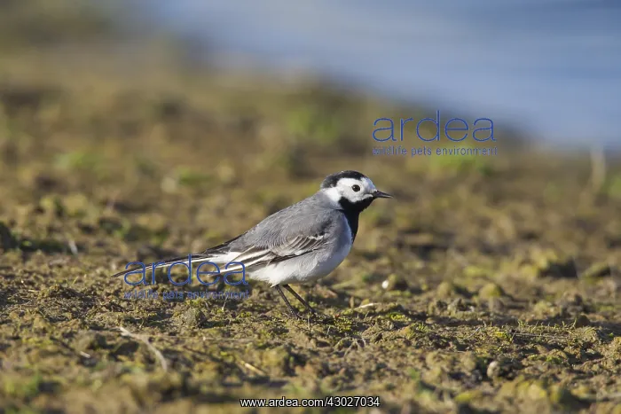 : Pied Wagtail, Pied White Wagtail - adult male - Sweden : Pied Wagtail, Pied White Wagtail - adult male - Sweden