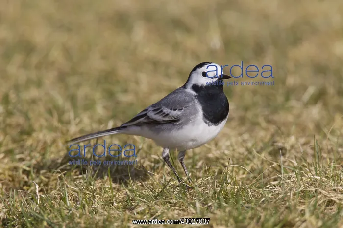 : Pied Wagtail, Pied White Wagtail - adult male - Sweden : Pied Wagtail, Pied White Wagtail - adult male - Sweden