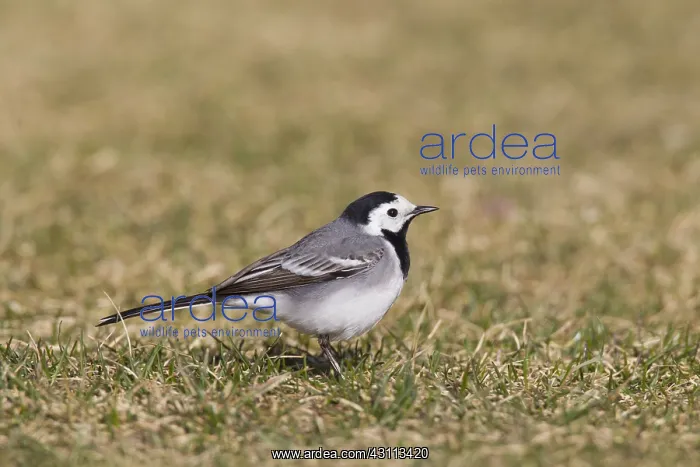 : Pied Wagtail, Pied White Wagtail - adult male - Sweden : Pied Wagtail, Pied White Wagtail - adult male - Sweden