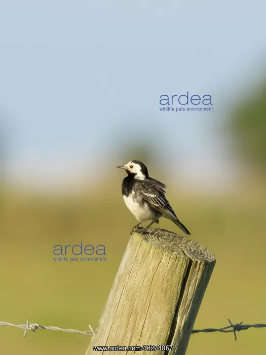  : Pied wagtail on post
