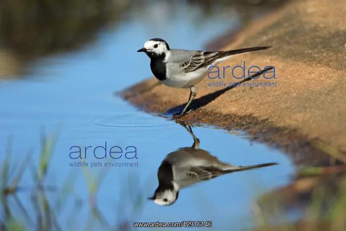 : Pied Wagtail - searching for food at lake side : Pied Wagtail - searching for food at lake side