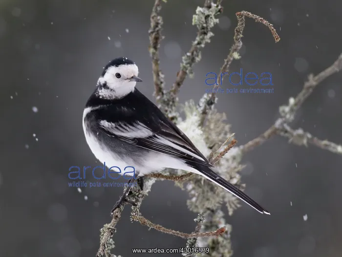  : Pied Wagtail in snow January