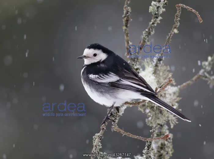 : Pied Wagtail - visiting garden in snowy conditions - January : Pied Wagtail - visiting garden in snowy conditions - January