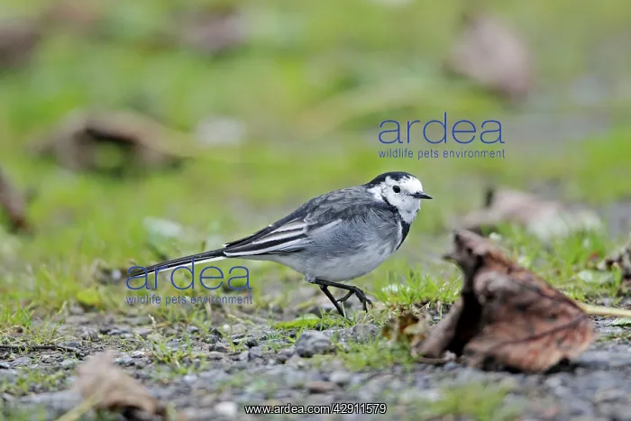 : Pied Wagtail / White Wagtail - searching for food on ground : Pied Wagtail / White Wagtail - searching for food on ground
