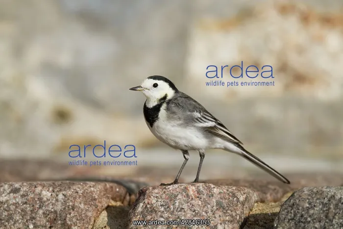 : Pied Wagtail - winter : Pied Wagtail - winter