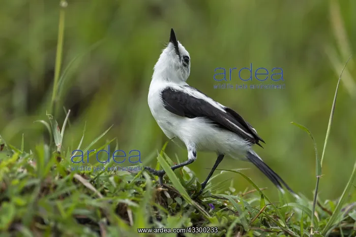: Pied Water Tyrant (Fluvicola pica) Rio Claro Natural : Pied Water Tyrant (Fluvicola pica) Rio Claro Natural