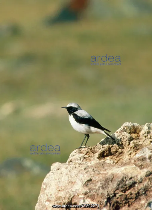 : Pied Wheatear : Pied Wheatear