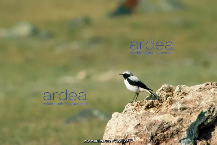 : Pied Wheatear : Pied Wheatear