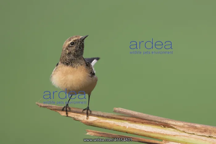 : Pied Wheatear : Pied Wheatear