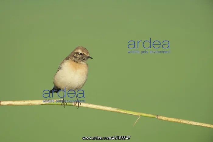 : Pied Wheatear : Pied Wheatear