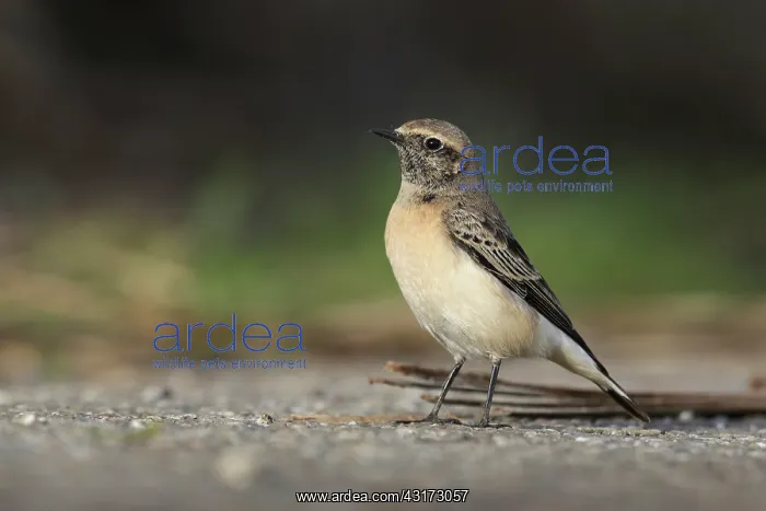: Pied Wheatear : Pied Wheatear