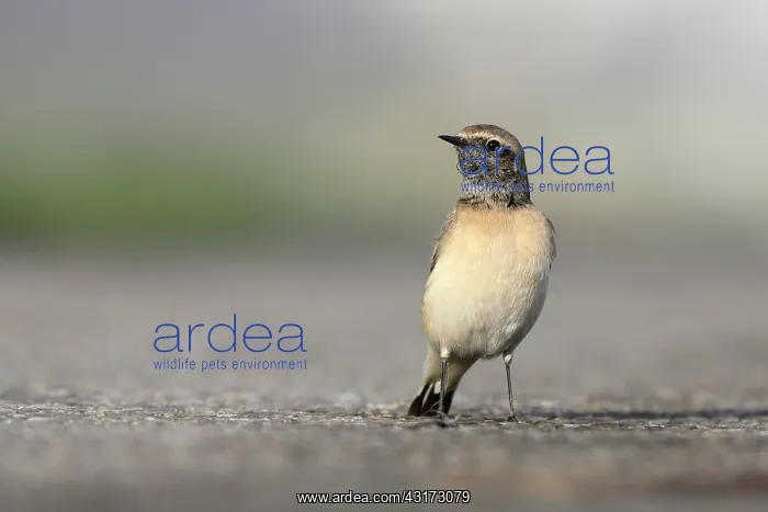 : Pied Wheatear : Pied Wheatear
