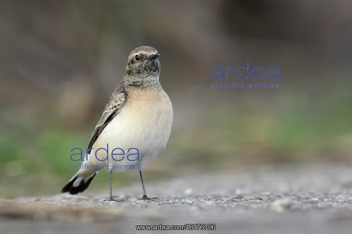 : Pied Wheatear : Pied Wheatear