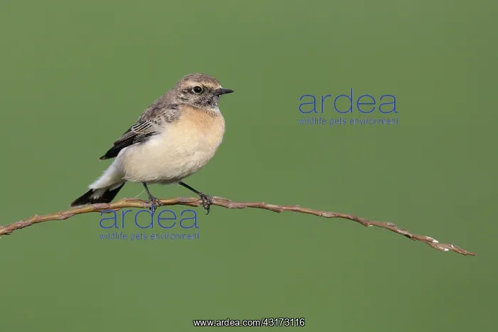 : Pied Wheatear : Pied Wheatear