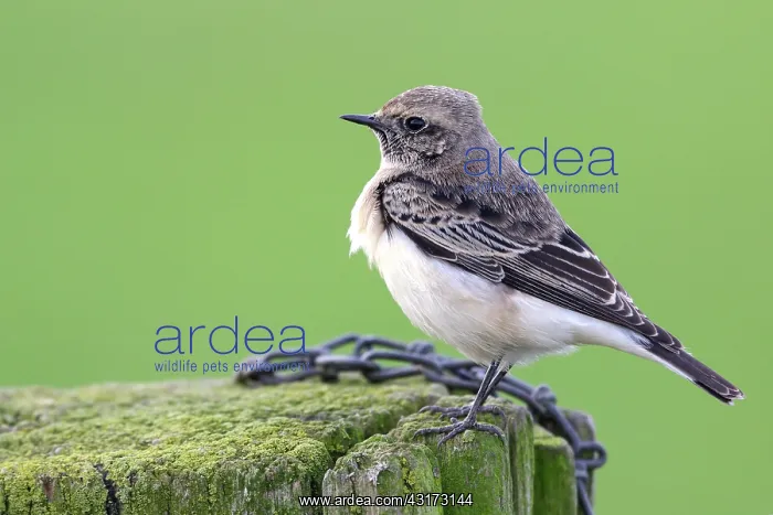 : Pied Wheatear : Pied Wheatear