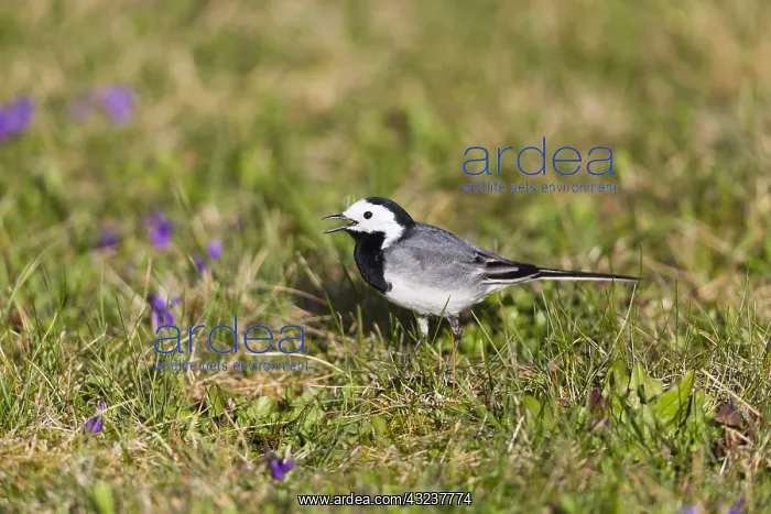 : Pied / White Wagtai - feeding on lawn, North Hessen, Germany : Pied / White Wagtai - feeding on lawn, North Hessen, Germany