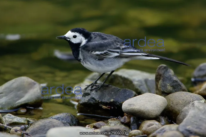: Pied / White Wagtail - British race, adult singing : Pied / White Wagtail - British race, adult singing