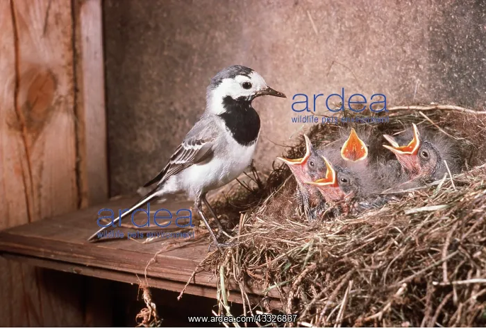  : Pied  /  White WAGTAIL - with chicks in nest