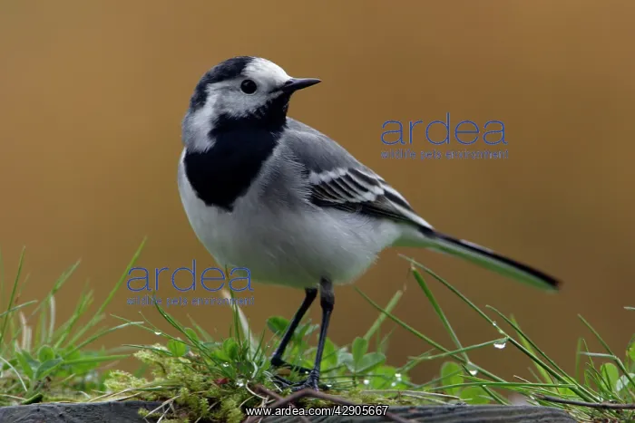 : Pied / White Wagtail - European race, adult in garden : Pied / White Wagtail - European race, adult in garden