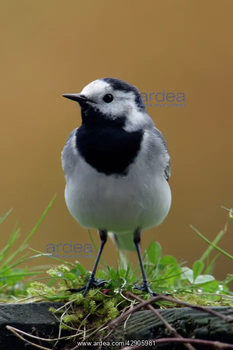 : Pied / White Wagtail - European race, adult in garden : Pied / White Wagtail - European race, adult in garden
