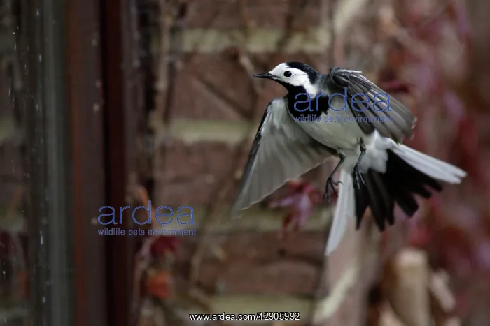 : Pied / White Wagtail - European race, Displaying : Pied / White Wagtail - European race, Displaying