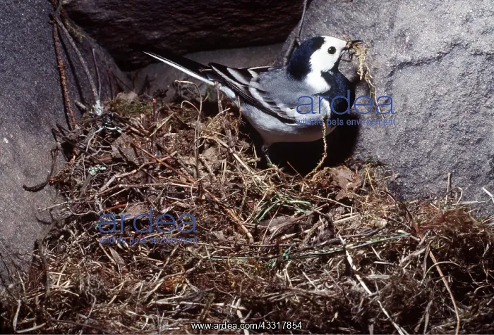 : Pied / White WAGTAIL - female building nest : Pied / White WAGTAIL - female building nest
