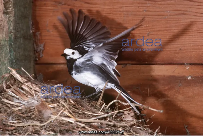 : Pied  /  White WAGTAIL - female at nest, with wings spread