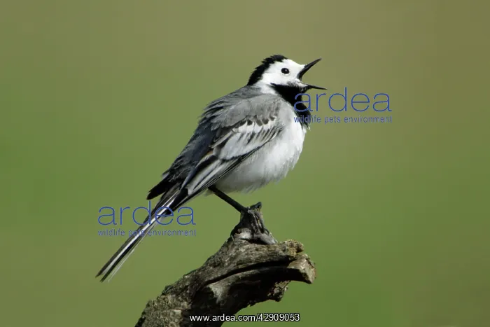 : Pied / White Wagtail - male singing : Pied / White Wagtail - male singing