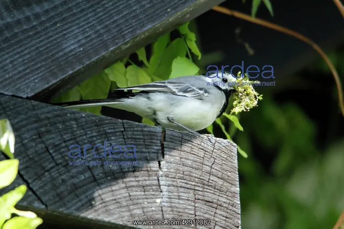 : Pied / White Wagtail - perched on roof eave - with : Pied / White Wagtail - perched on roof eave - with