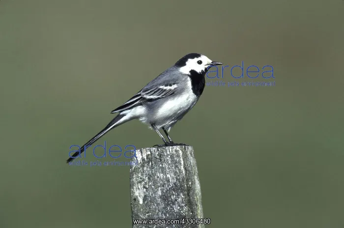 : Pied / White WAGTAIL - on post : Pied / White WAGTAIL - on post