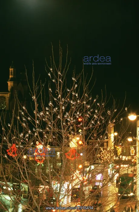 : Pied / White WAGTAIL - roosting in city, with : Pied / White WAGTAIL - roosting in city, with